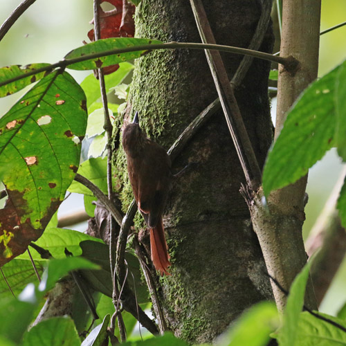 Wegde-billed Woodcreeper